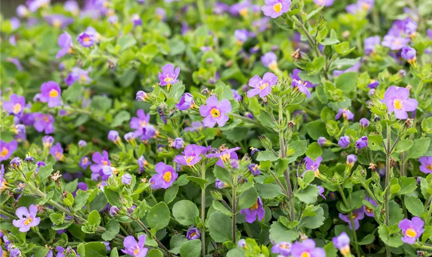 Sutera cordata Scopia®