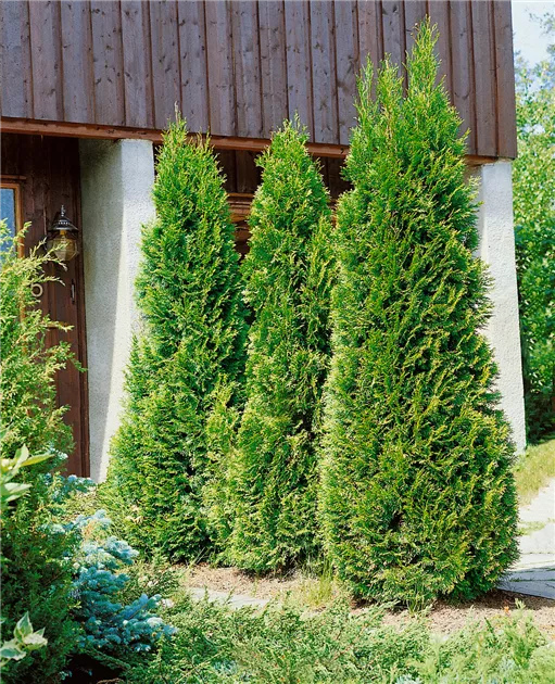 thuja atemnot Thuja | Tater Tot Arborvitae