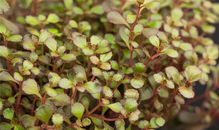 Sedum spurium 'Voodoo'