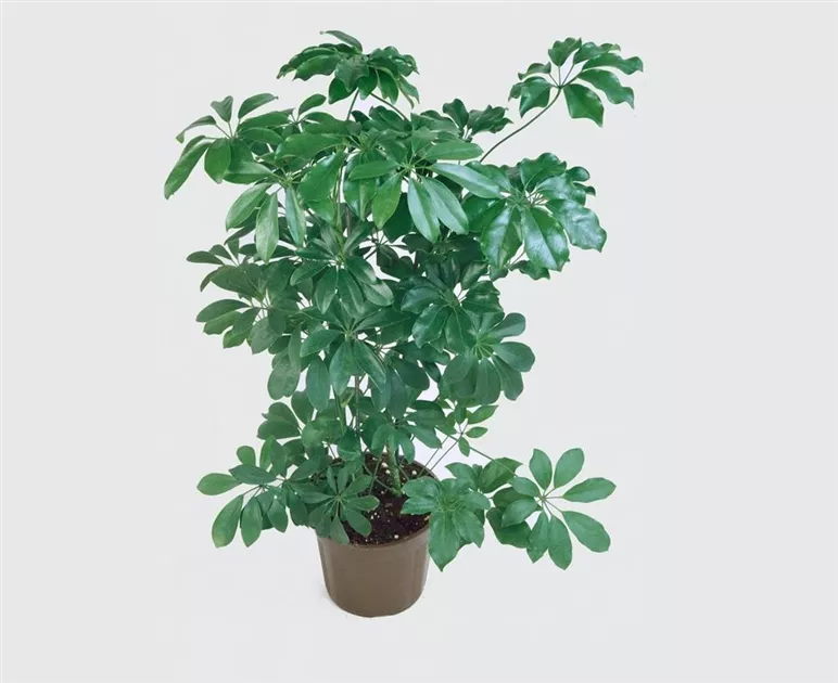 Fingeraralie Pflanze, Pflege & Tipps  Floragard