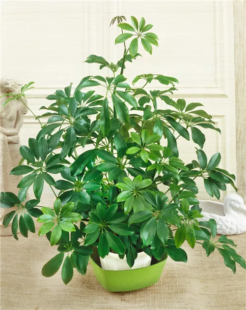 Fingeraralie Pflanze, Pflege & Tipps  Floragard