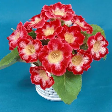 Falsche Gloxinie Falsche Gloxinie