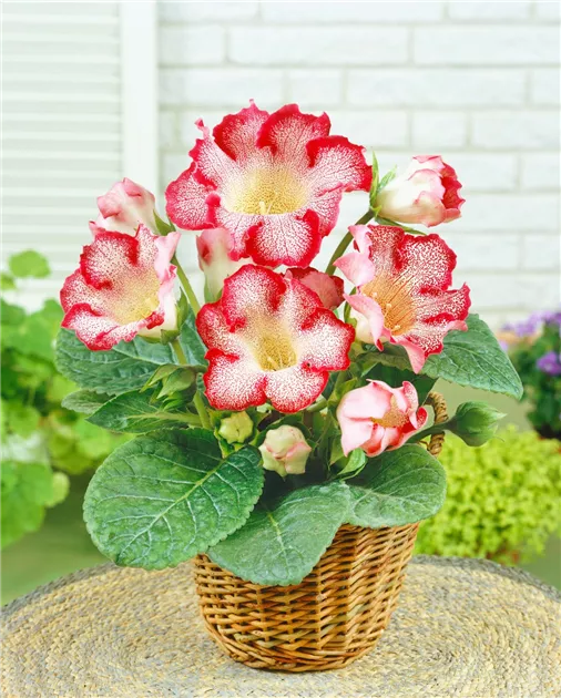 Falsche Gloxinie Pflanze, Pflege & Tipps  Floragard