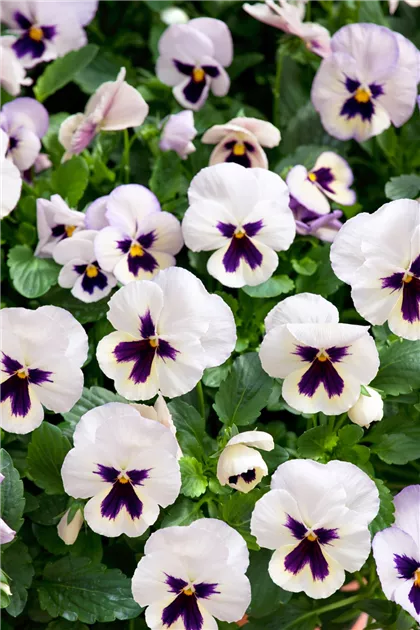 Stiefmtterchen Pflanze, Pflege & Tipps  Floragard