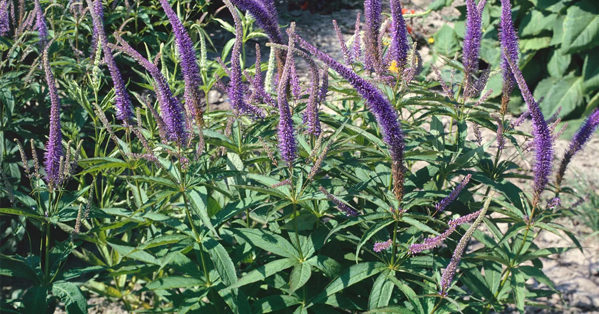 KandelaberEhrenpreis Pflanze, Pflege & Tipps Floragard