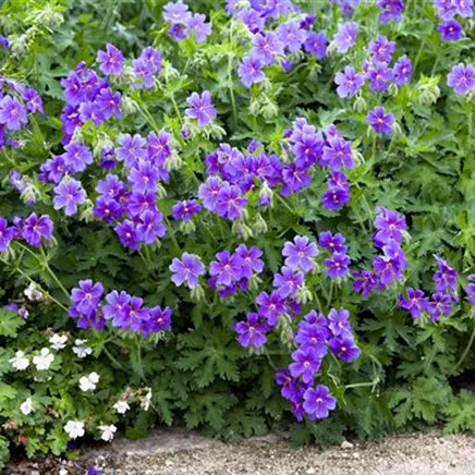 Pflanz- und Pflegeanleitungen