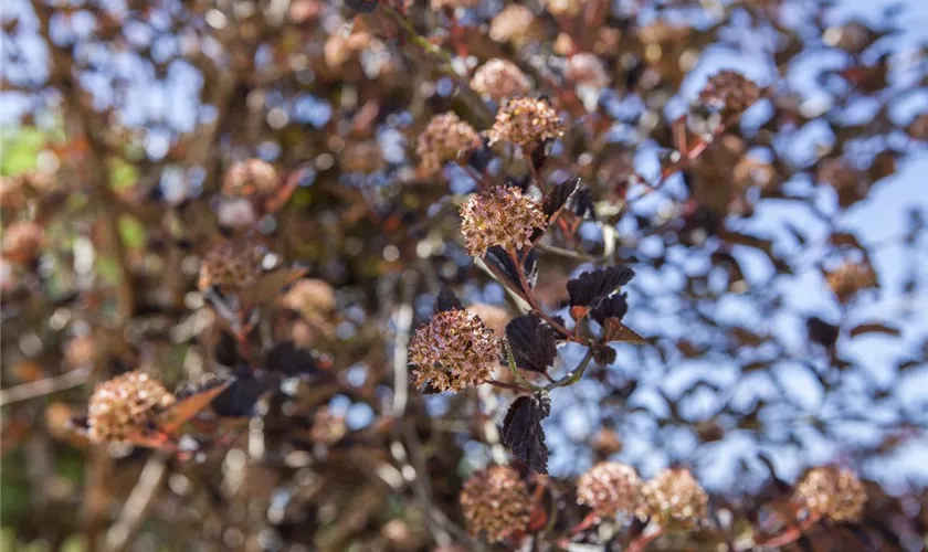 Physocarpus opulifolius