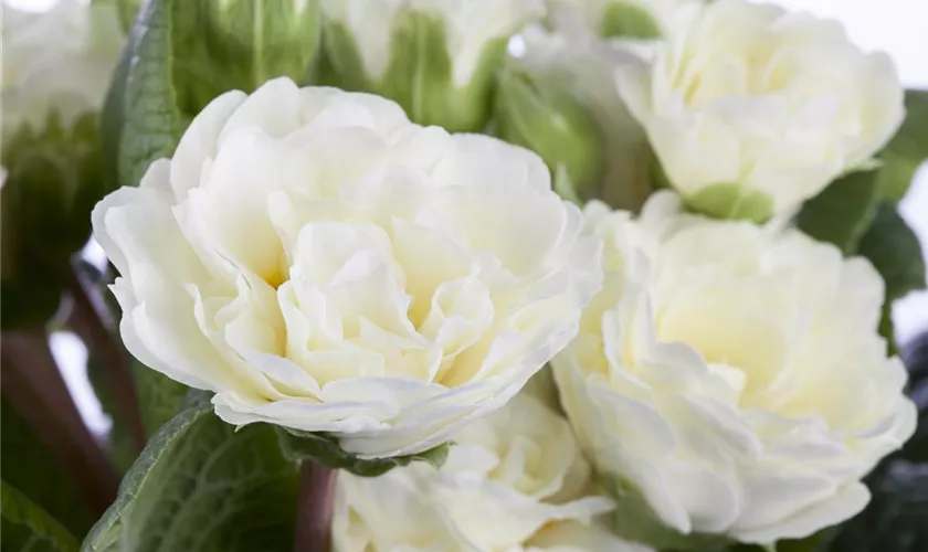 Primula vulgaris BELARINA 'Snow'