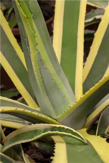 Amerikanische Agave 'Variegata' Pflanze, Pflege & Tipps  Floragard