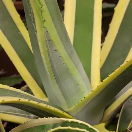 Amerikanische Agave 'Variegata'