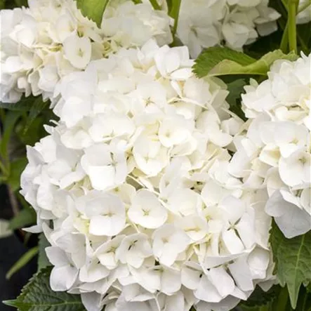 Bauernhortensie 'Soeur Thérèse'