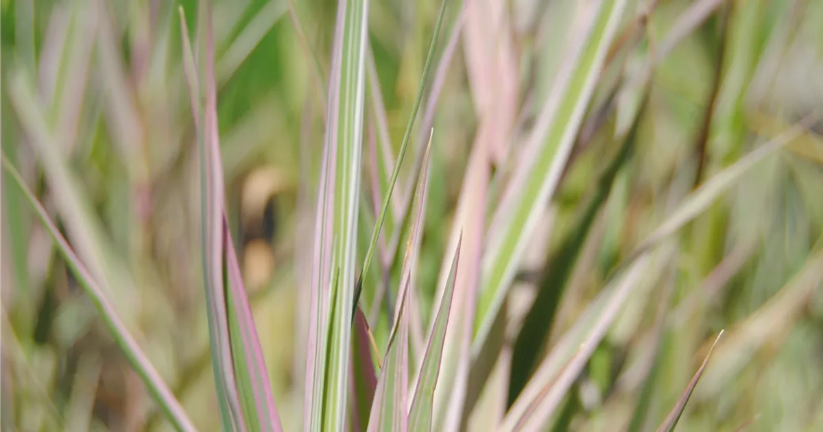 Glyceria maxima 'Variegata' Pflanze, Pflege & Tipps  Floragard
