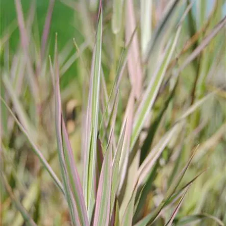 Glyceria maxima 'Variegata' Glyceria maxima 'Variegata'