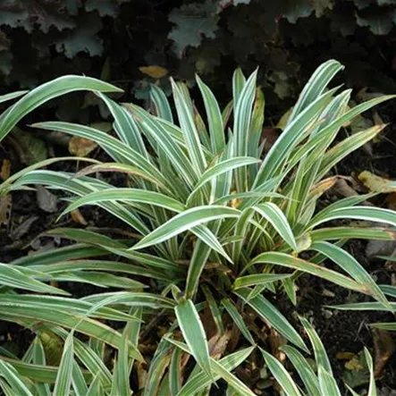 Bunte Breitblatt-Segge 'Variegata' Bunte Breitblatt-Segge 'Variegata'