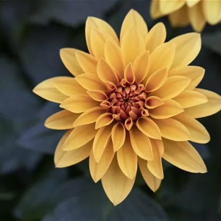 Dahlie ’Dahlinova Hypnotica'® Dahlie ’Dahlinova Hypnotica'®