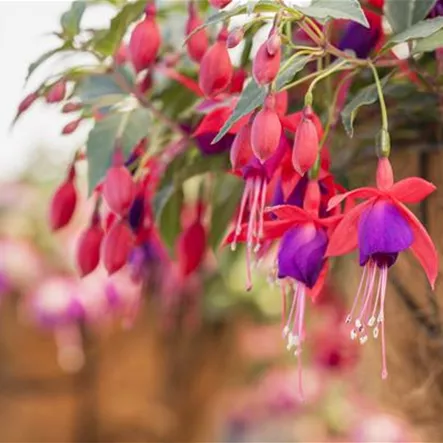 Fuchsie 'Arêtes Pompei'