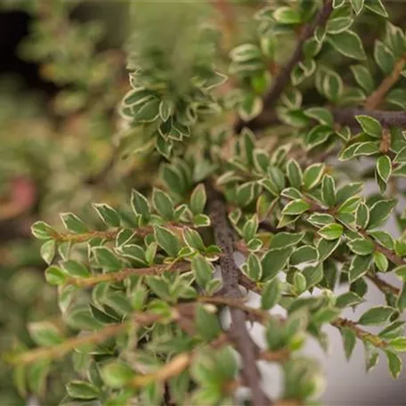 Cotoneaster horizontalis 'Variegatus'