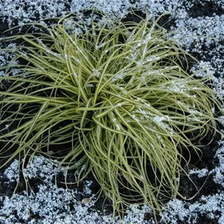 Garten-Goldrand-Segge 'Aureovariegata' Garten-Goldrand-Segge 'Aureovariegata'