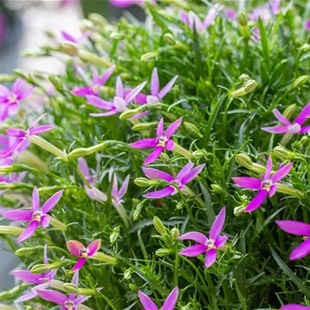 Garten-Scheinlobelie 'Patti´s Pink'