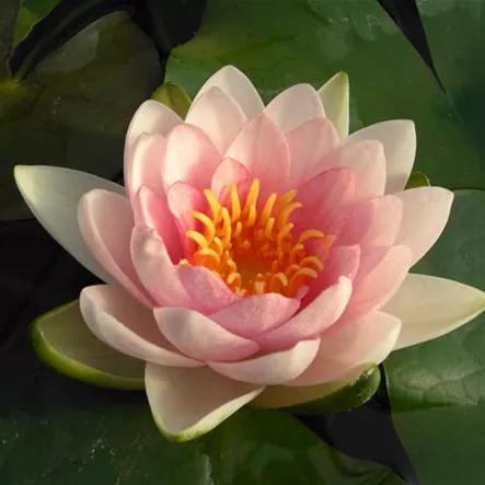 Garten-Seerose 'Gonnère' Garten-Seerose 'Gonnère'