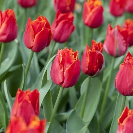 Tulipa 'I To Holland' Tulipa 'I To Holland'