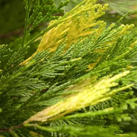 Calocedrus decurrens 'Aureovariegata' Calocedrus decurrens 'Aureovariegata'
