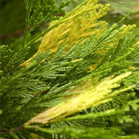 Calocedrus decurrens 'Aureovariegata'