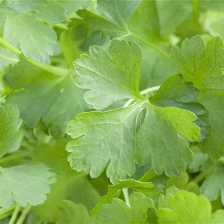 Glatte Petersilie 'Gigante d´Italia' Glatte Petersilie 'Gigante d´Italia'