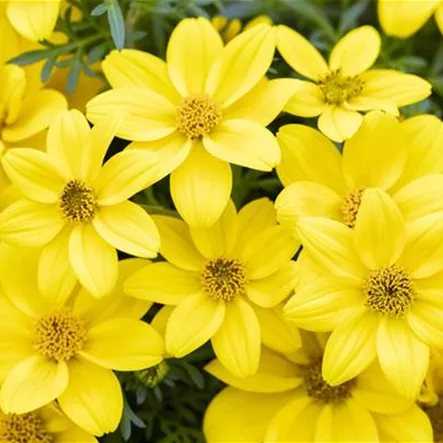Bidens ferulifolia 'Eldoro® Yellow'