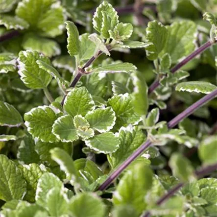 Harfenstrauch 'Variegatus'