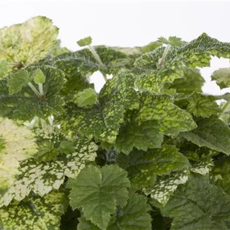 Henne mit Küken 'Variegata'
