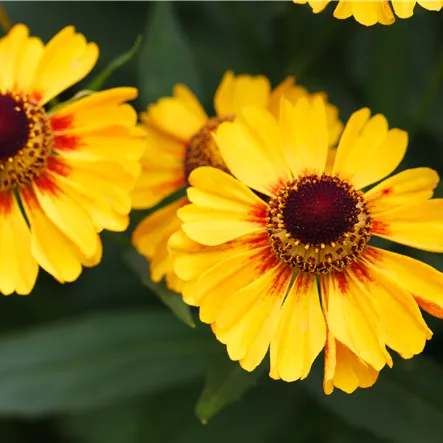 Herbst-Sonnenbraut 'Western Mixture'