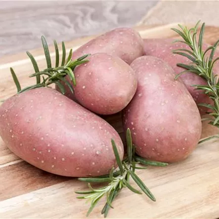 Kartoffel 'Désirée' Kartoffel 'Désirée'