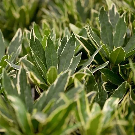Pontischer Rhododendron 'Variegatum' Pontischer Rhododendron 'Variegatum'