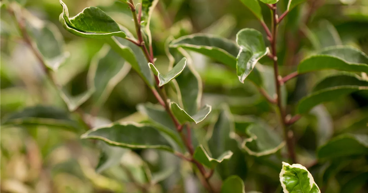 Portugiesischer Kirschlorbeer 'Variegata' Pflanze, Pflege & Tipps Floragard