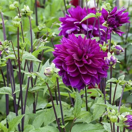 Riesen-Schmuck-Dahlie 'Otto`s Thrill' Riesen-Schmuck-Dahlie 'Otto`s Thrill'