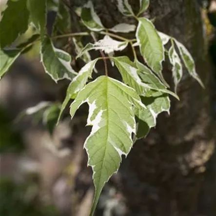 Acer negundo 'Variegatum'