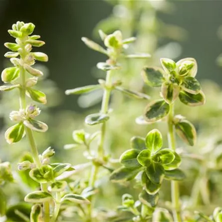 Thymian 'Variegata' Thymian 'Variegata'
