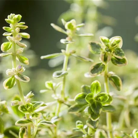 Thymian 'Variegata'