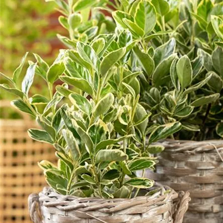 Euonymus fortunei 'Variegatus'