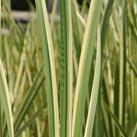 Acorus calamus 'Variegatus' Acorus calamus 'Variegatus'