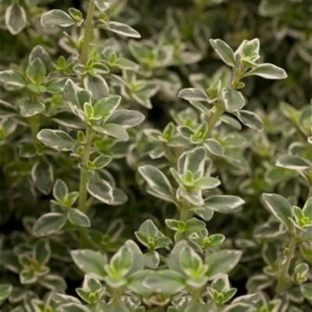 Thymus x citriodorus 'Variegatus' Thymus x citriodorus 'Variegatus'