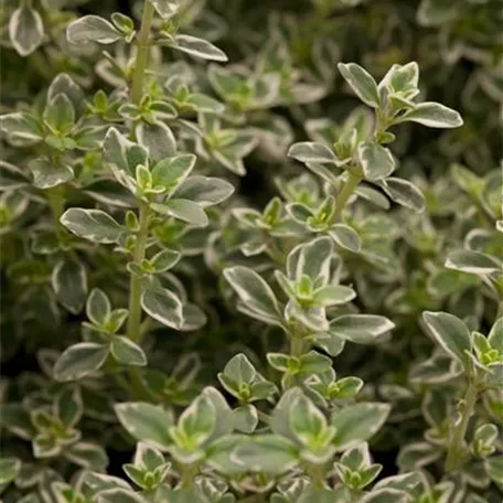 Thymus x citriodorus 'Variegatus'