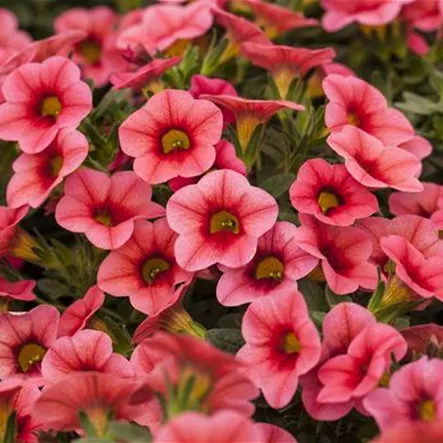 Calibrachoa 'Celebration® Strawberry'