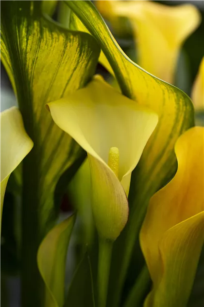 Die frostempfindliche Calla berwintern  Floragard