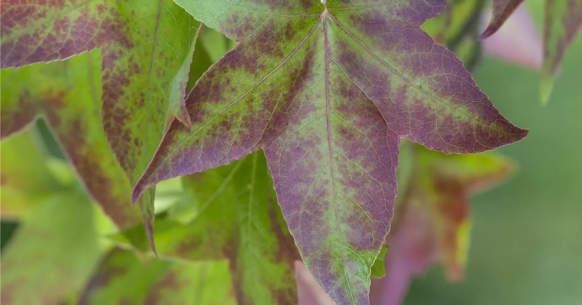 Amberbaum 'Oktoberglut' Pflanze, Pflege & Tipps Floragard