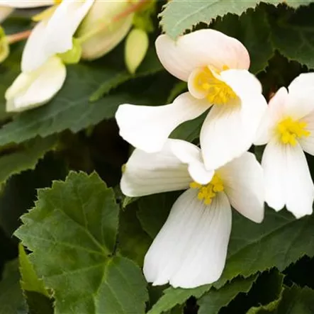 Begonia boliviensis 'Mistral'®