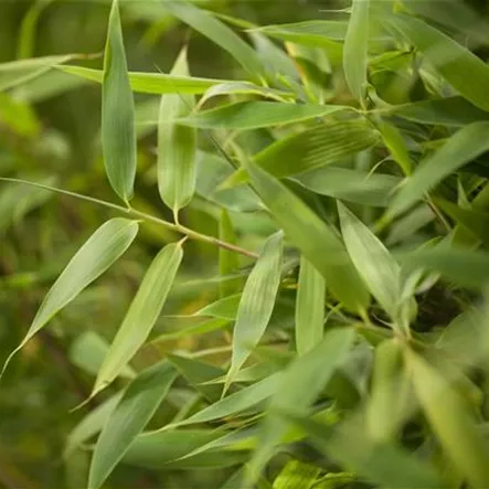 Fargesia murielae 'Elias' Fargesia murielae 'Elias'