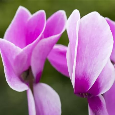 Cyclamen persicum 'Contiga'