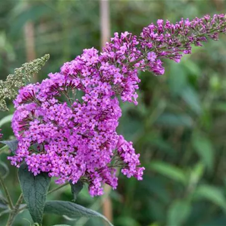 Buddleja davidii 'Chip'